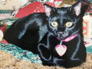 Image file pending . . . . .