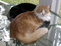 Image file pending . . . . .