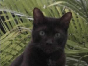 Image file pending . . . . .