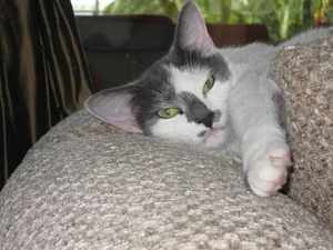 Image file pending . . . . .