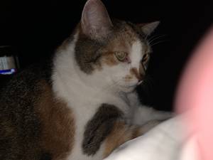 Image file pending . . . . .